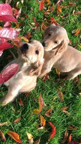 $420 : Golden Retriever Pupp image 1