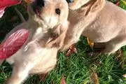 Golden Retriever Pupp en Indianapolis