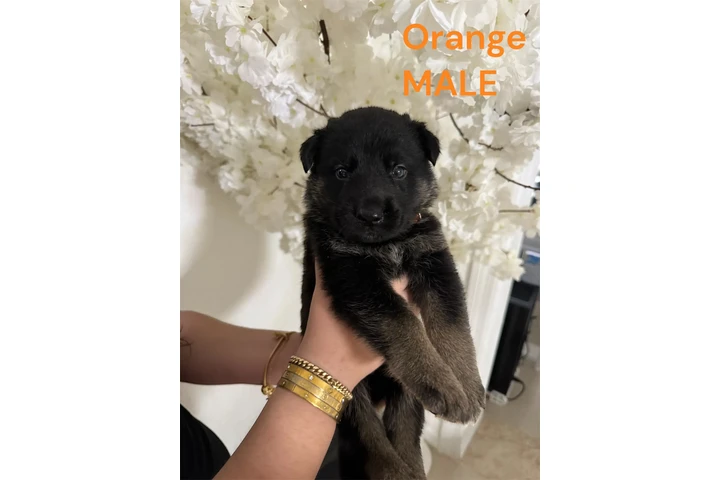 $300 : GS Puppies image 8