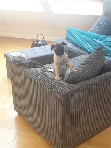 $550 : pug puppies for sale image 3