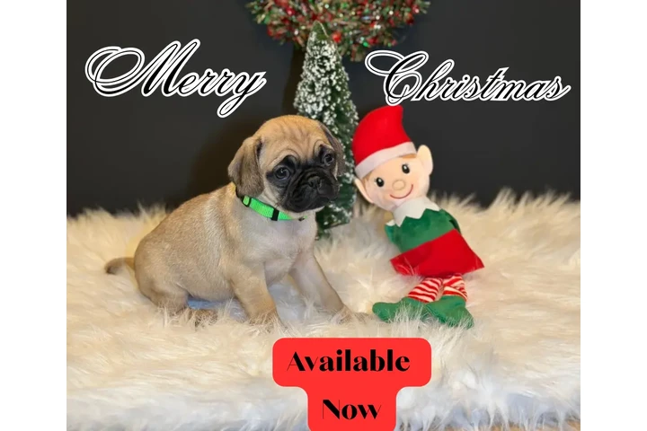 $500 : Cachorritos/ perritos image 2