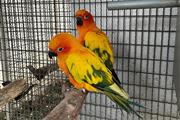 ❤ 🔥Sun Conure Parrots Sale❤