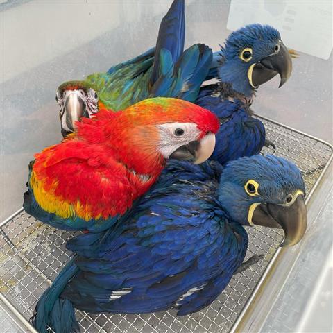 $800 : ⭐️Blue and Gold Macaw babies⭐️ image 3