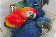 $800 : ⭐️Blue and Gold Macaw babies⭐️ thumbnail
