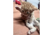 Gatitos ya listo y entrenados en Los Angeles