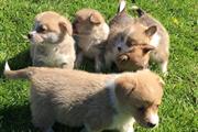 Pembroke Welsh Corgi Puppies en Springdale