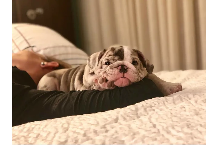 $350 : Cachorros Bulldog Inglés image 2
