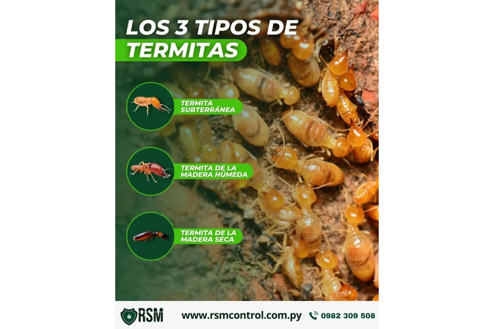 FUMIGACION TERMITAS 24/7 image 9