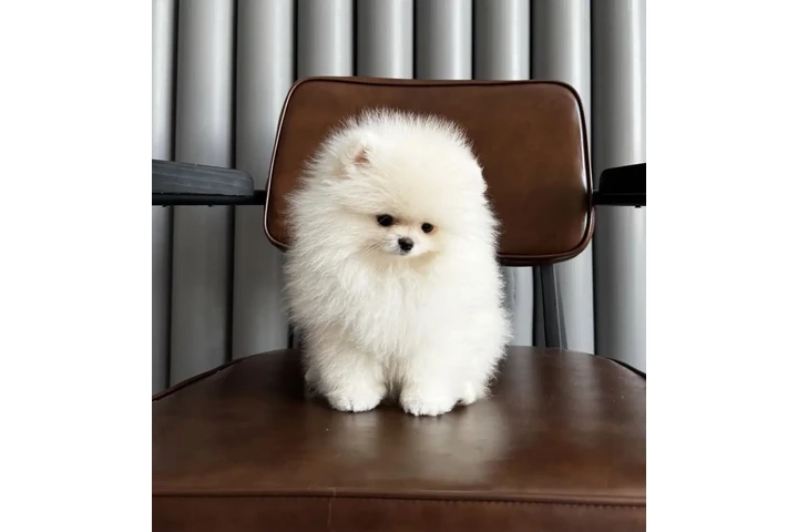 $250 : Cachorros de Pomerania image 1