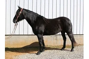 $1700 : Black horse for sale near you thumbnail