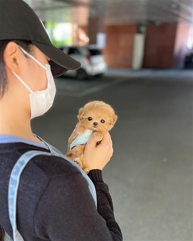 $350 : Maltipoo image 1