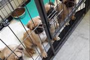 $350 : PUG PUPPIES FOR REHOMING thumbnail