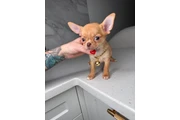 Chihuahua mini puppies en San Diego