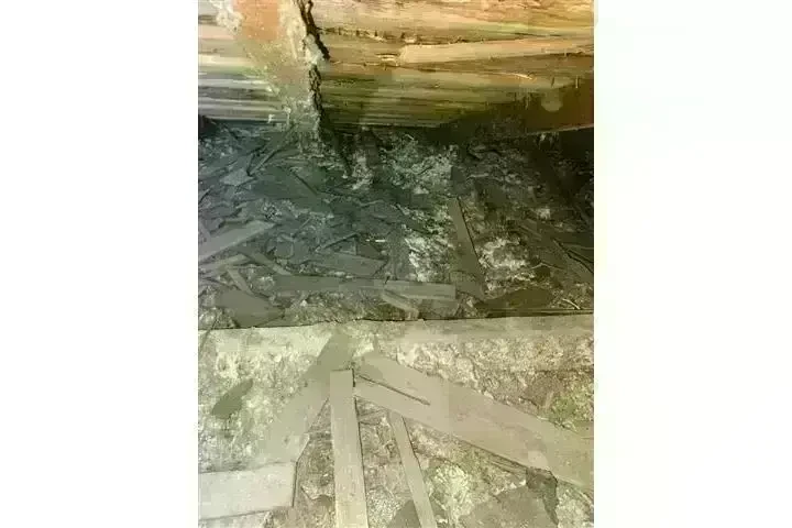 PEST CONTROL image 2