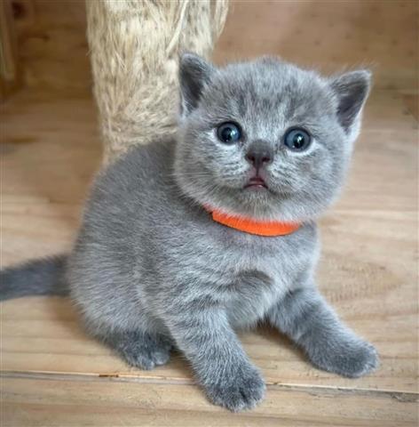 $380 : British Shorthair azul listo image 1