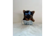 $350 : Yorkies a la venta thumbnail