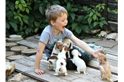 Cachorros chihuahua en adopció en Los Angeles