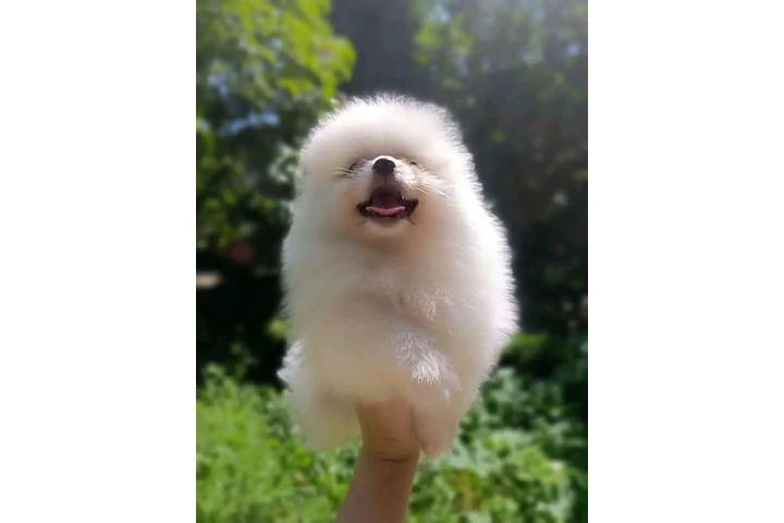 $300 : Pomeranian and French bulldog image 4