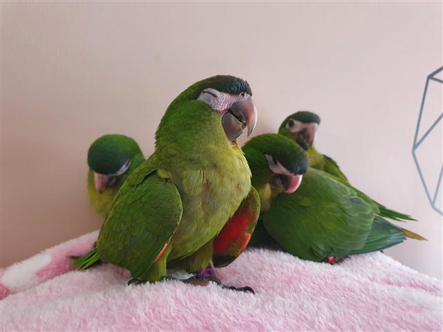 $480 : Hahn's Macaw birds image 2