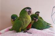 $480 : Hahn's Macaw birds thumbnail