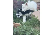 Husky en Denver
