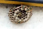 PEST CONTROL100%GARANTISADO thumbnail
