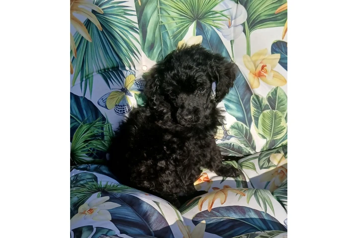 $750 : Standard poodle 🐩 image 3