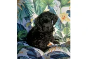 $750 : Standard poodle 🐩 thumbnail