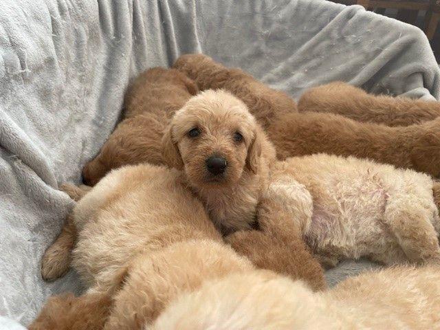 $500 : Labrador puppies for sale image 3