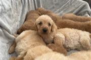 $500 : Labrador puppies for sale thumbnail