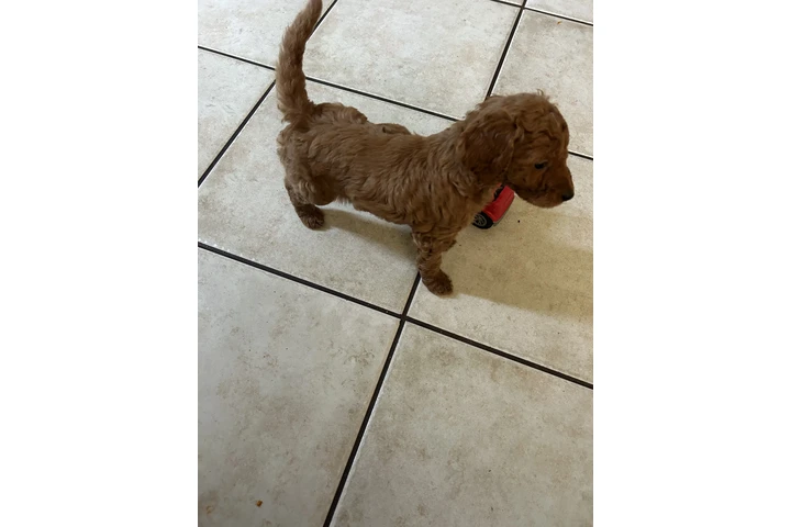 $750 : Golden doodle image 6