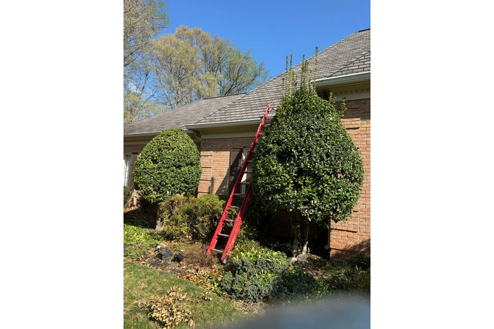🌲LANDSCAPING SERVICES🌲 image 4