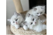 Ragdoll kitten for sale en Washington DC