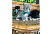 Hermosos Gatitos