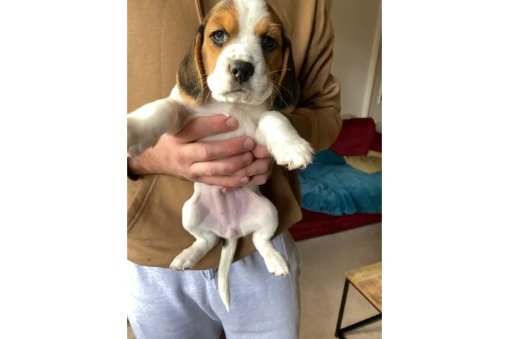 $410 : Cachorros Beagle disponibles image 2