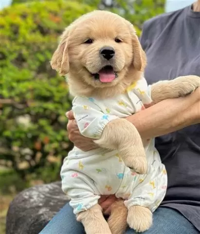 $410 : Golden Retriever Pup's image 1