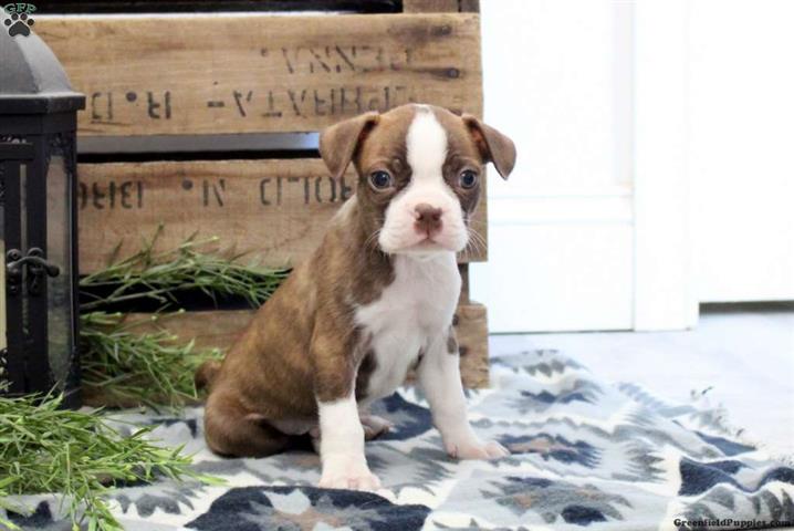 $600 : Boston Terrier Puppies image 2