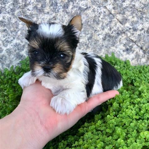 $500 : teacup yorkie puppies image 2