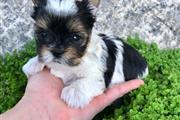 $500 : teacup yorkie puppies thumbnail