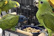 $550 : Macaw Parrot 🐦 thumbnail
