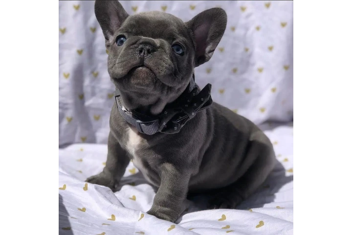 $400 : French bulldog image 1