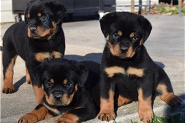 $500 : Rottweiler puppies for sale image 2