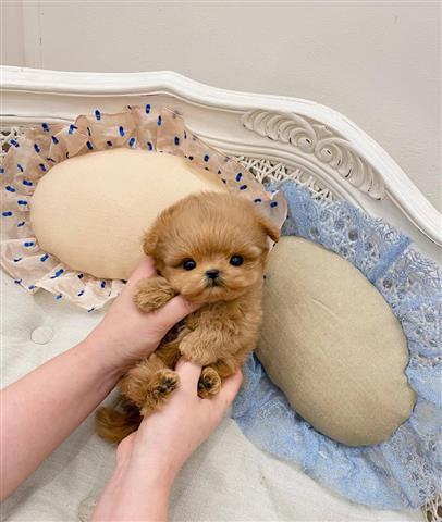 $350 : cachorros Maltipoo image 1