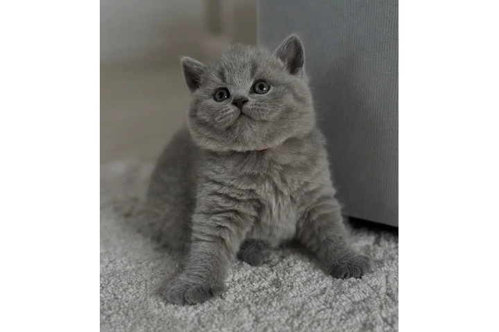 $300 : Grey British Shorthair image 1