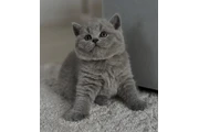Grey British Shorthair en Chicago