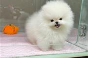 $300 : lovely Pomeranian teacup thumbnail