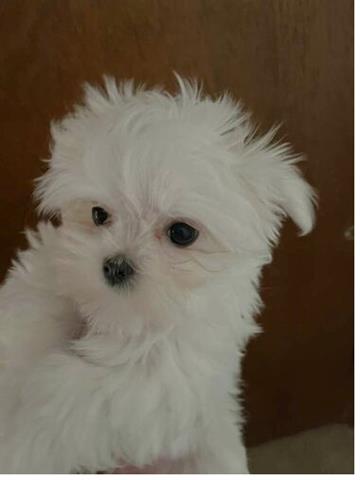 $375 : Maltese teacup puppies for sal image 1