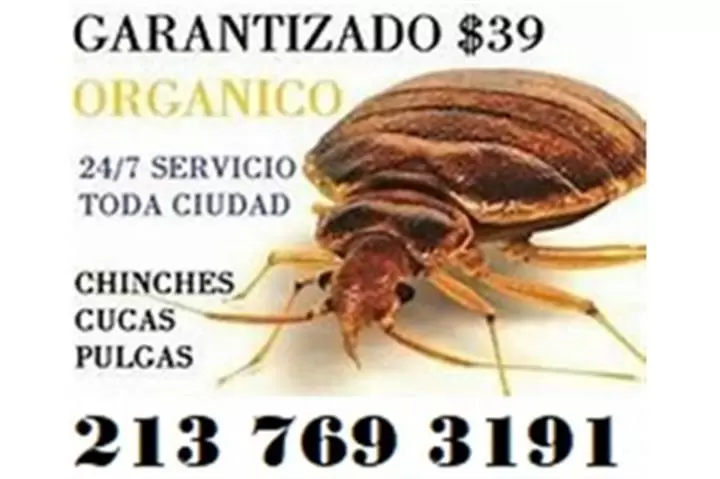 Fumigacion Economica $50 image 1