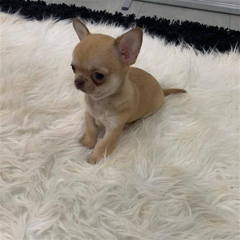 $250 : Chihuahua puppies for sale image 4