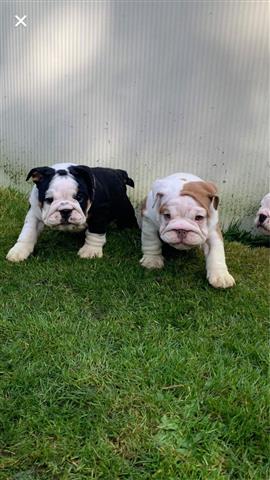 cachorros de bulldog inglés image 1